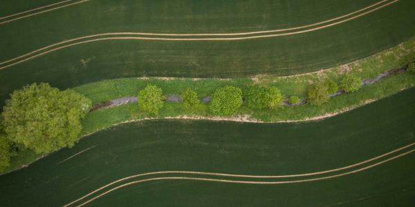 Bird eye view of road paths separated by rows of trees and brushes..