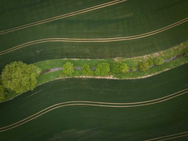 Bird eye view of road paths separated by rows of trees and brushes..