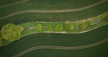 Bird eye view of road paths separated by rows of trees and brushes..